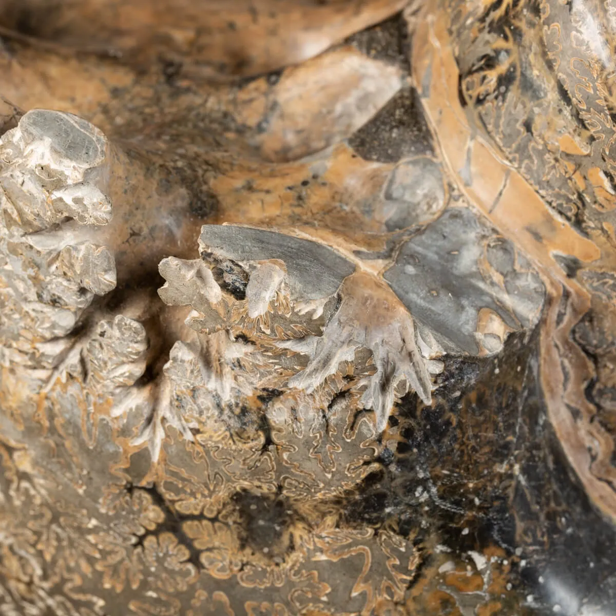 Ammonite Douvilleiceras