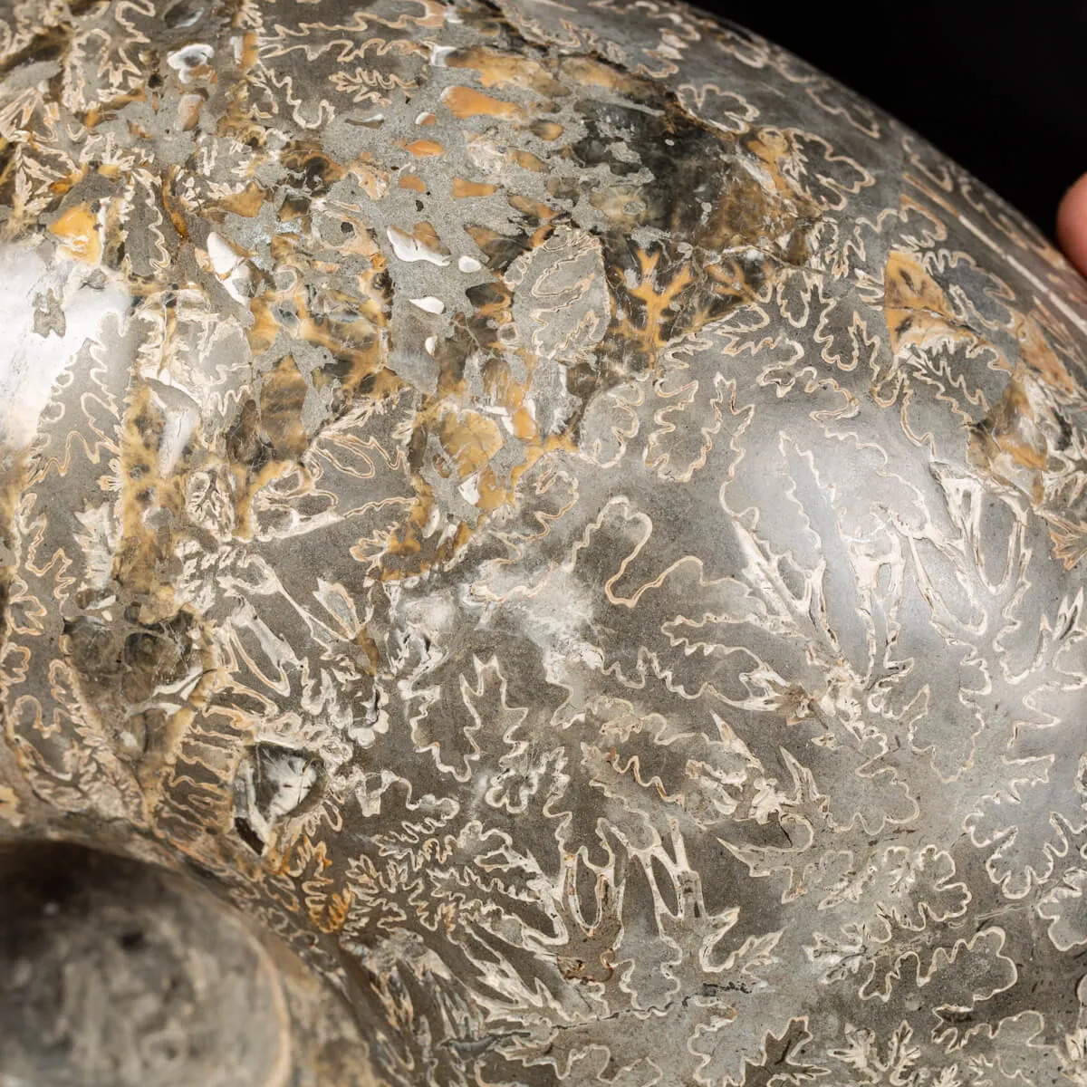 Ammonite Douvilleiceras