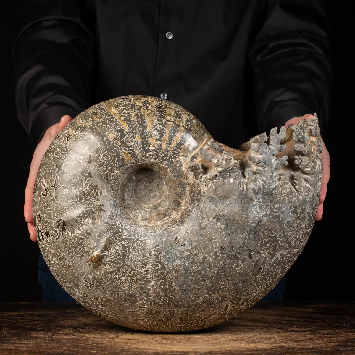 Ammonite Douvilleiceras