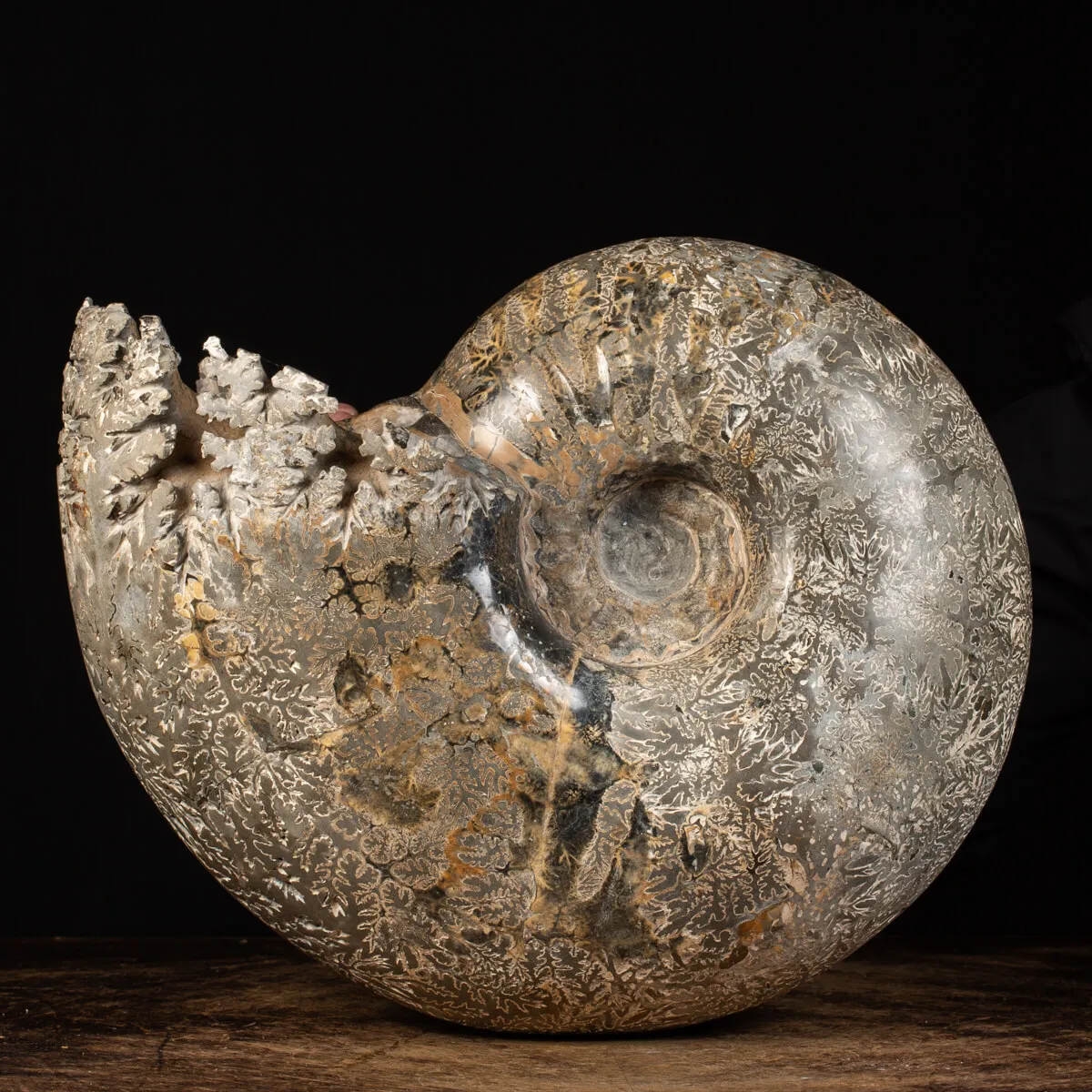 Ammonite Douvilleiceras