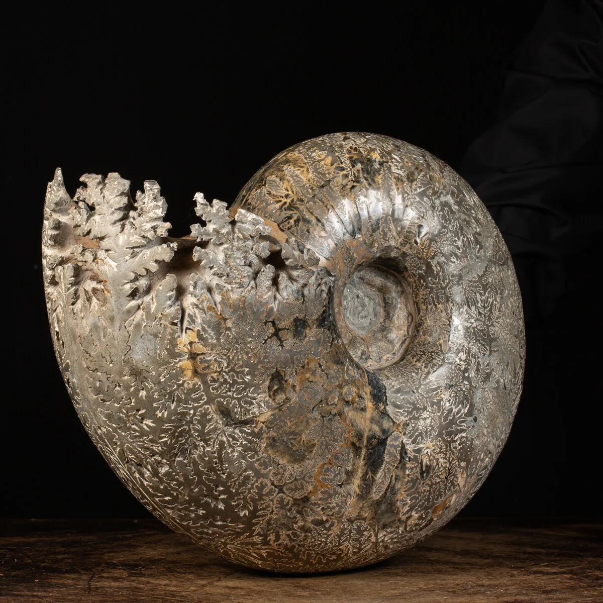 Ammonite Douvilleiceras