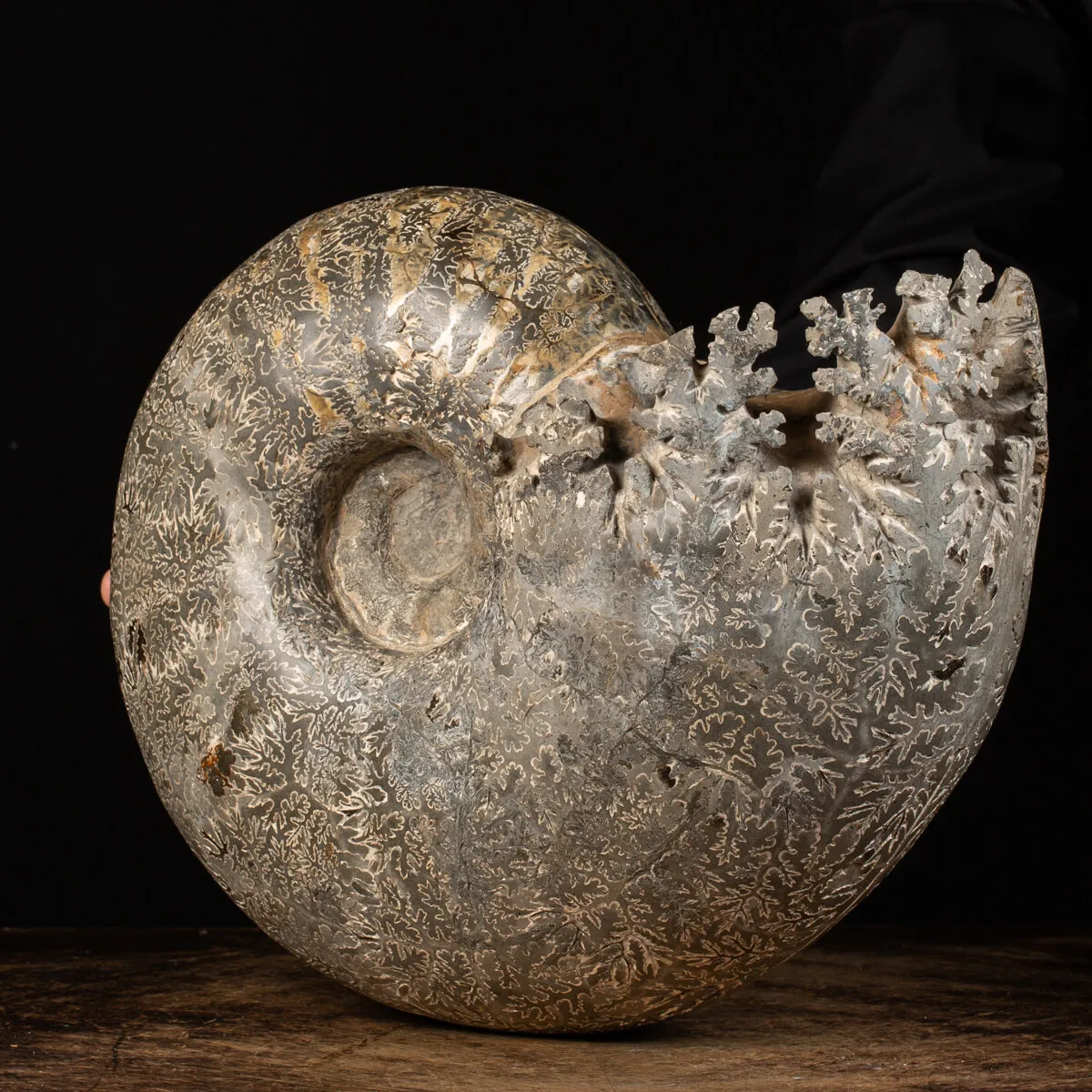 Ammonite Douvilleiceras