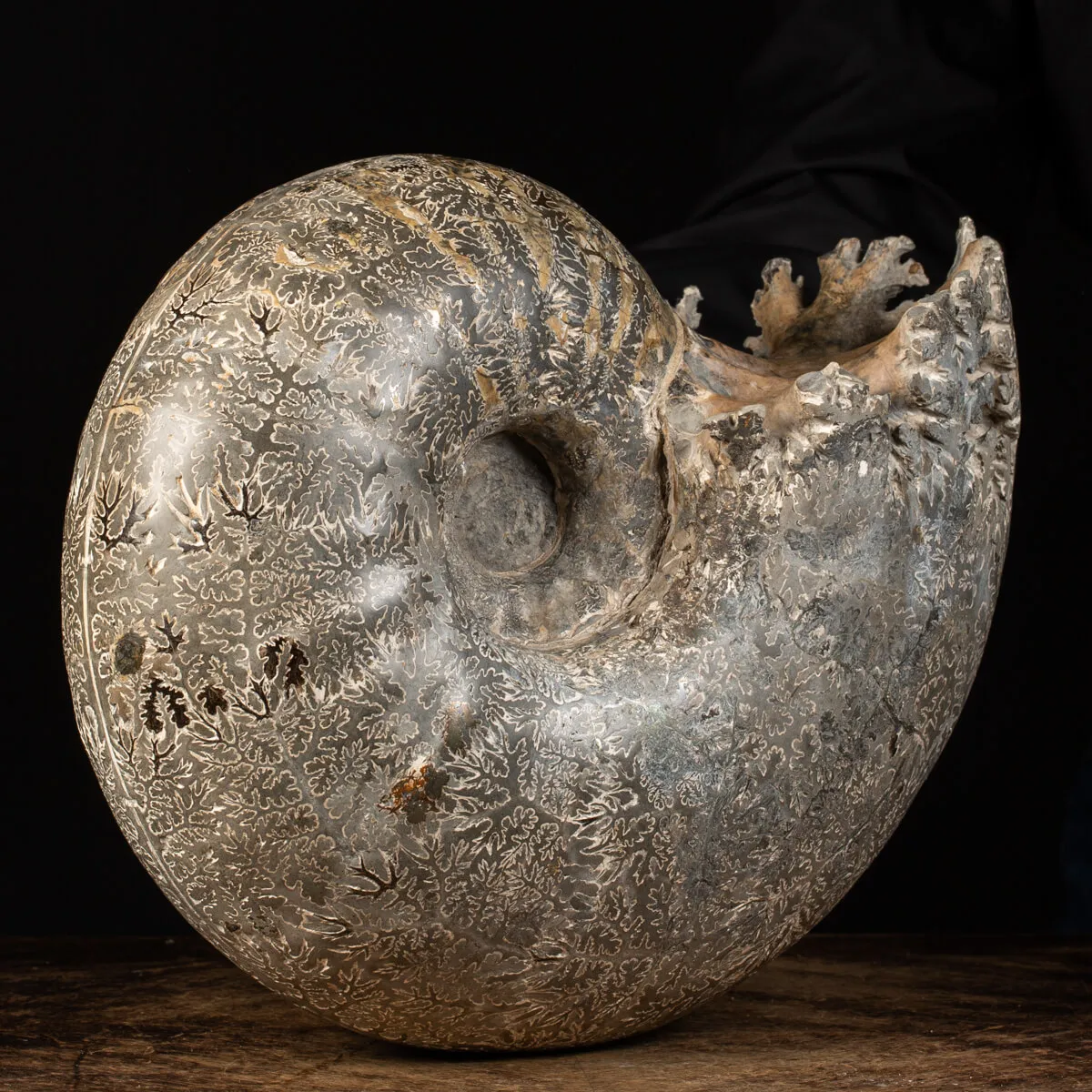 Ammonite Douvilleiceras