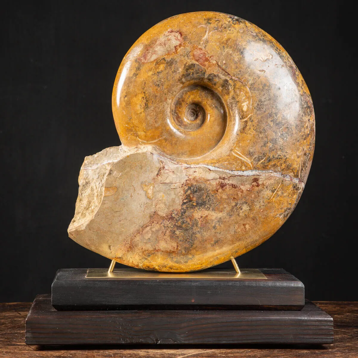 Ammonite Pachylytoceras Dilucidum su elegante base