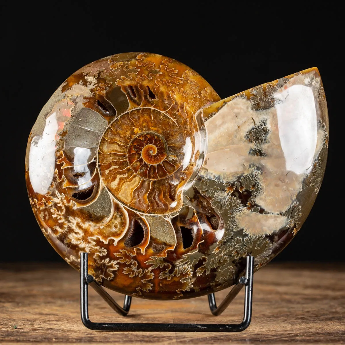 Ammonite Cleoniceras