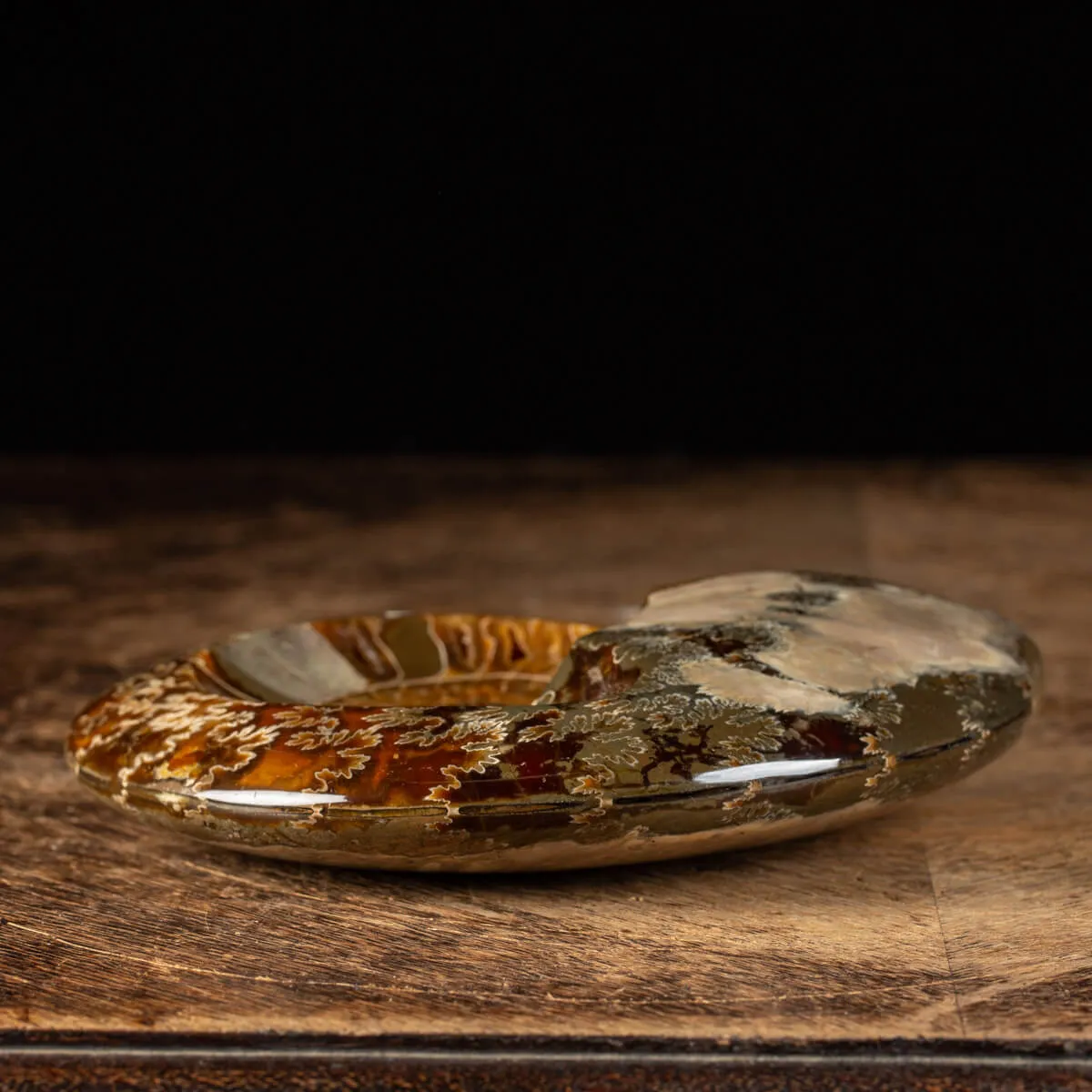 Ammonite Cleoniceras