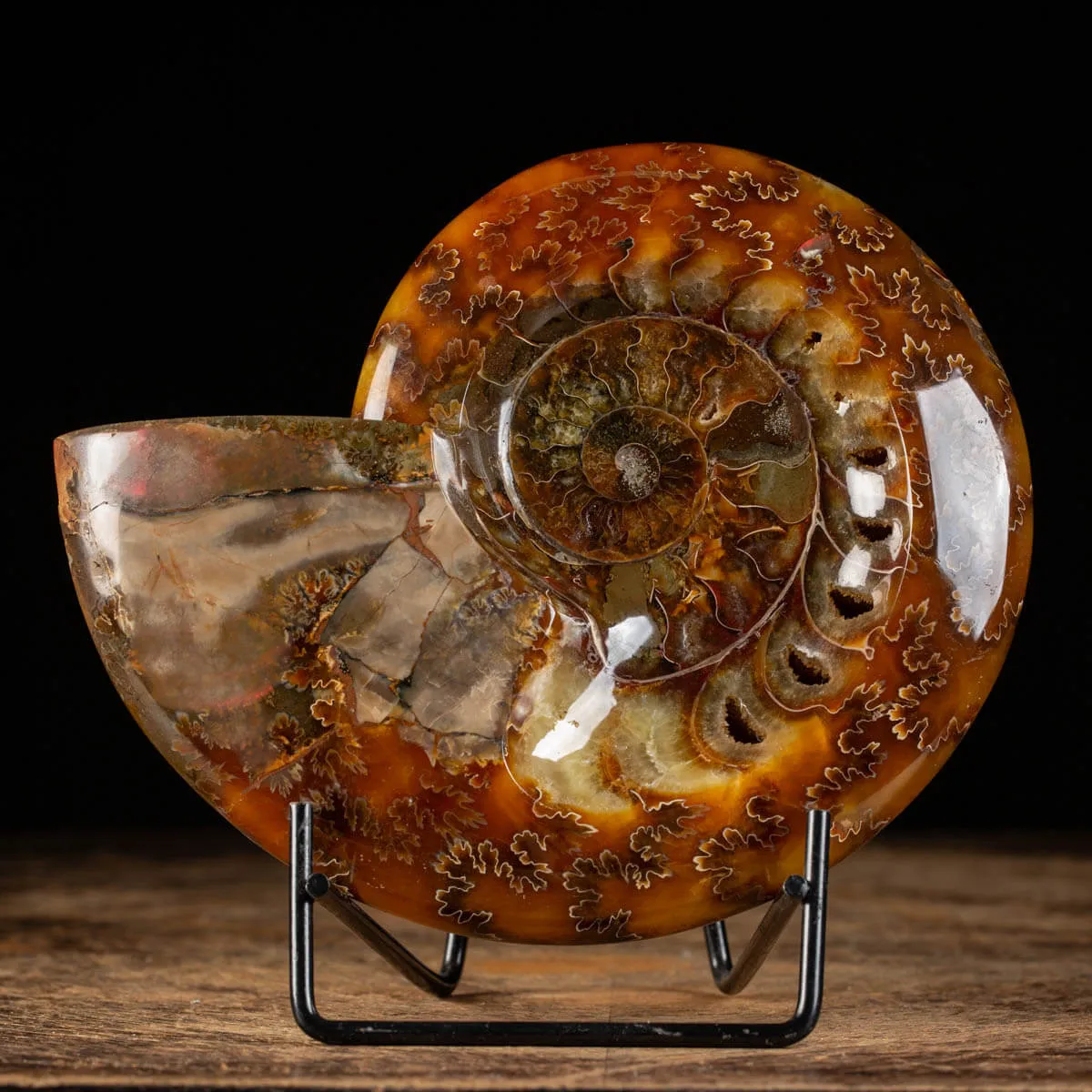 Ammonite Cleoniceras