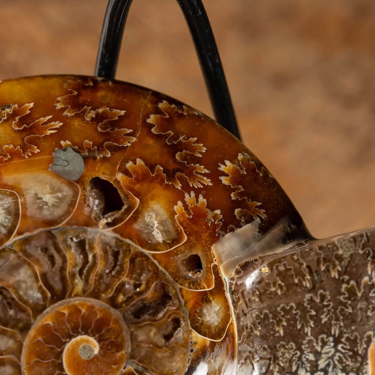 Ammonite Cleoniceras