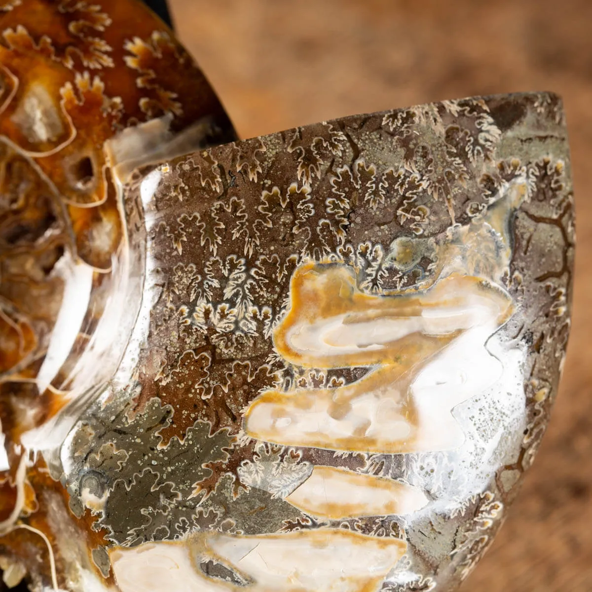 Ammonite Cleoniceras
