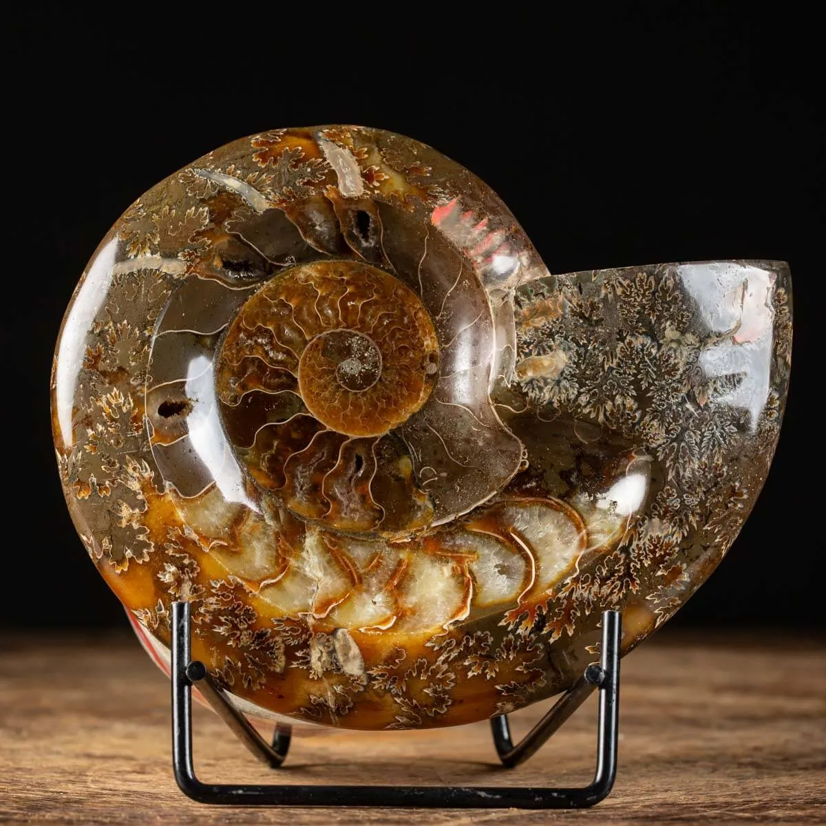 Ammonite Cleoniceras Lucida