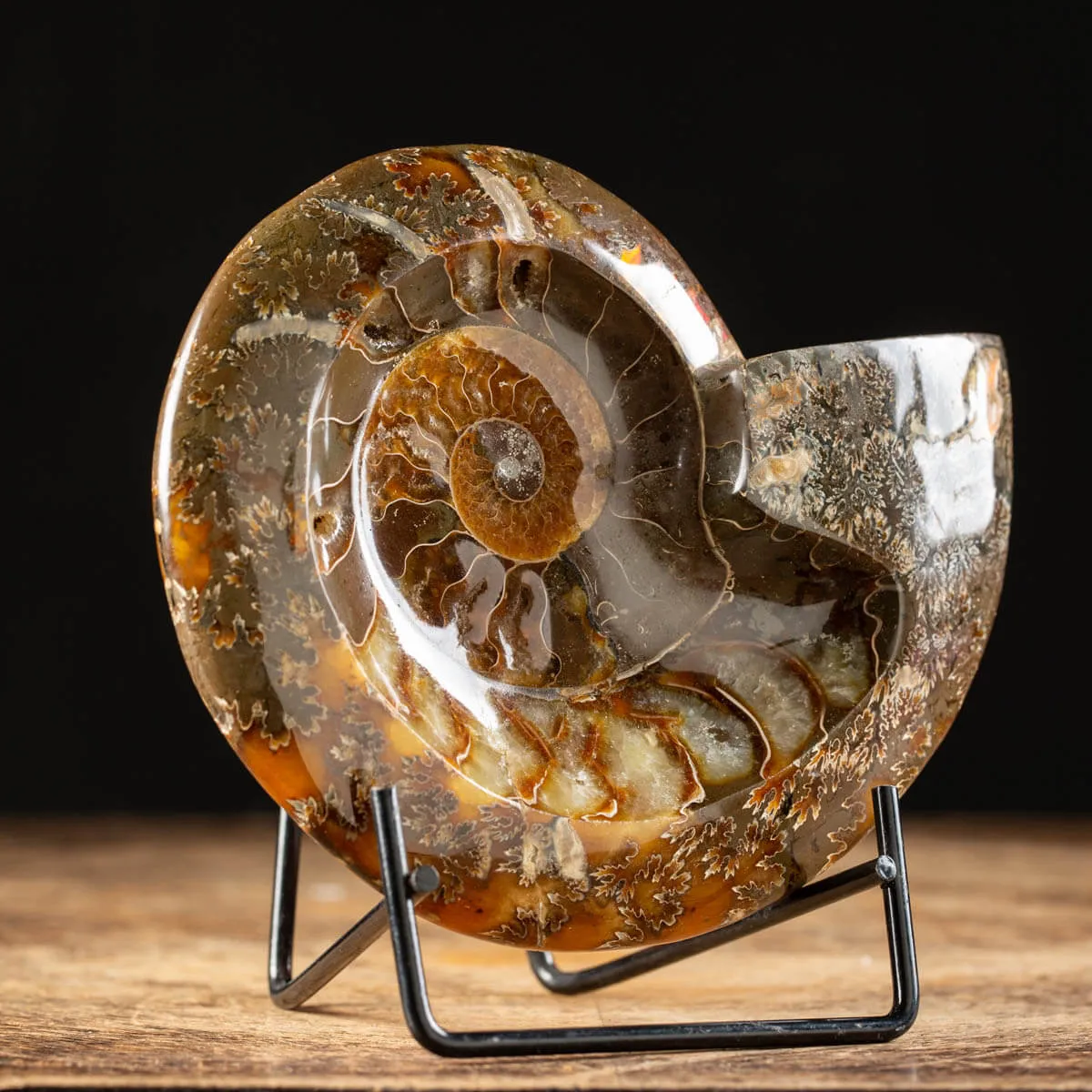 Ammonite Cleoniceras Lucida