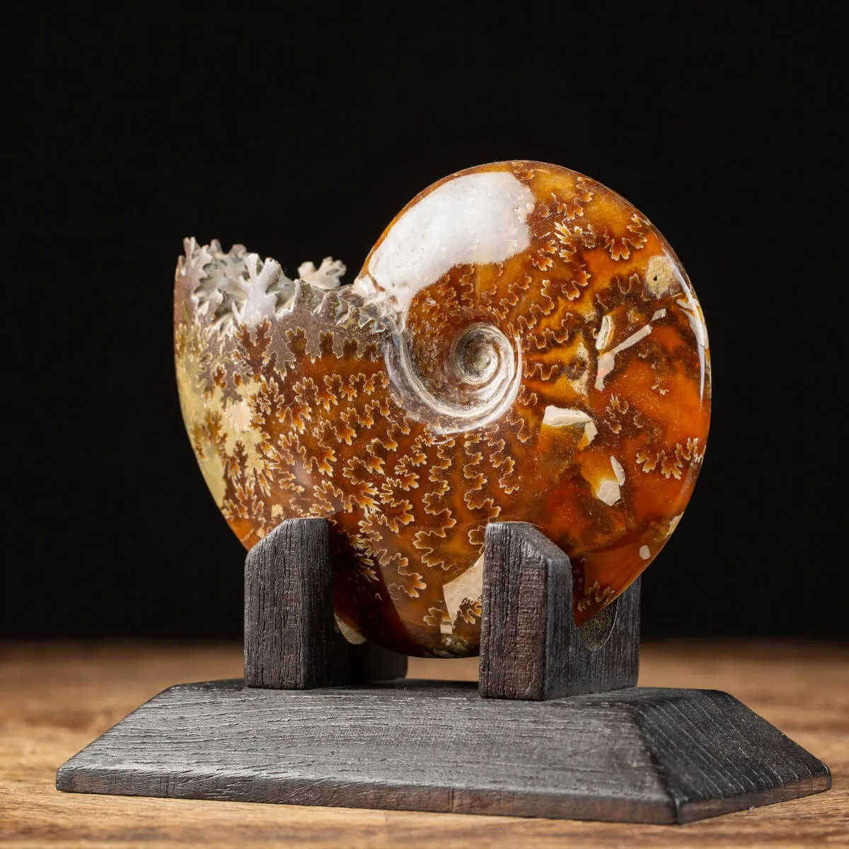 Ammonite Cleoniceras su Base decorativa