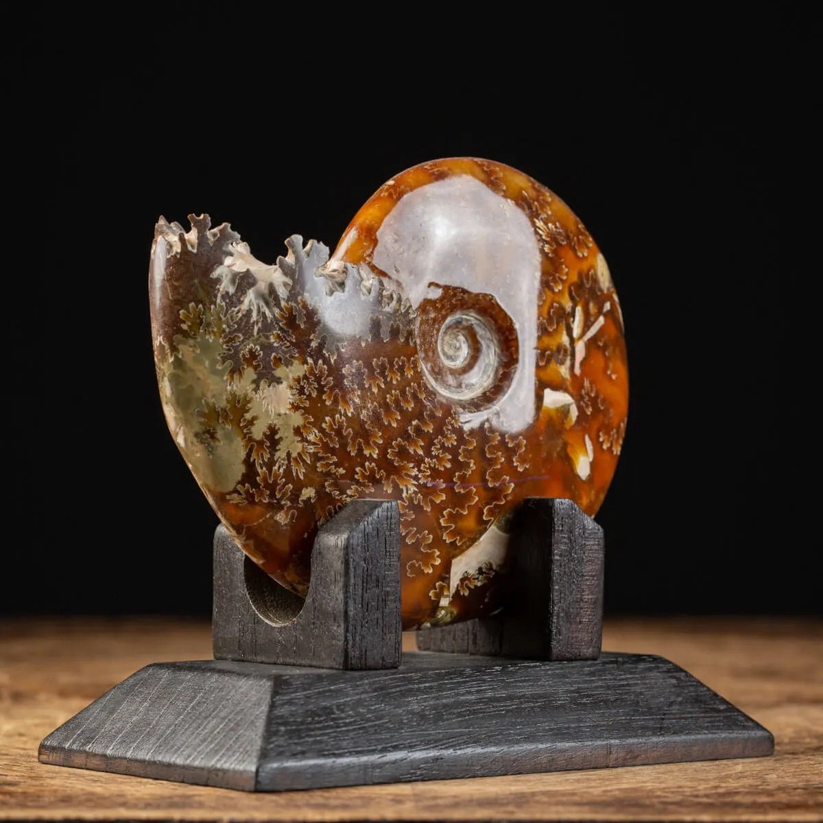 Ammonite Cleoniceras su Base decorativa