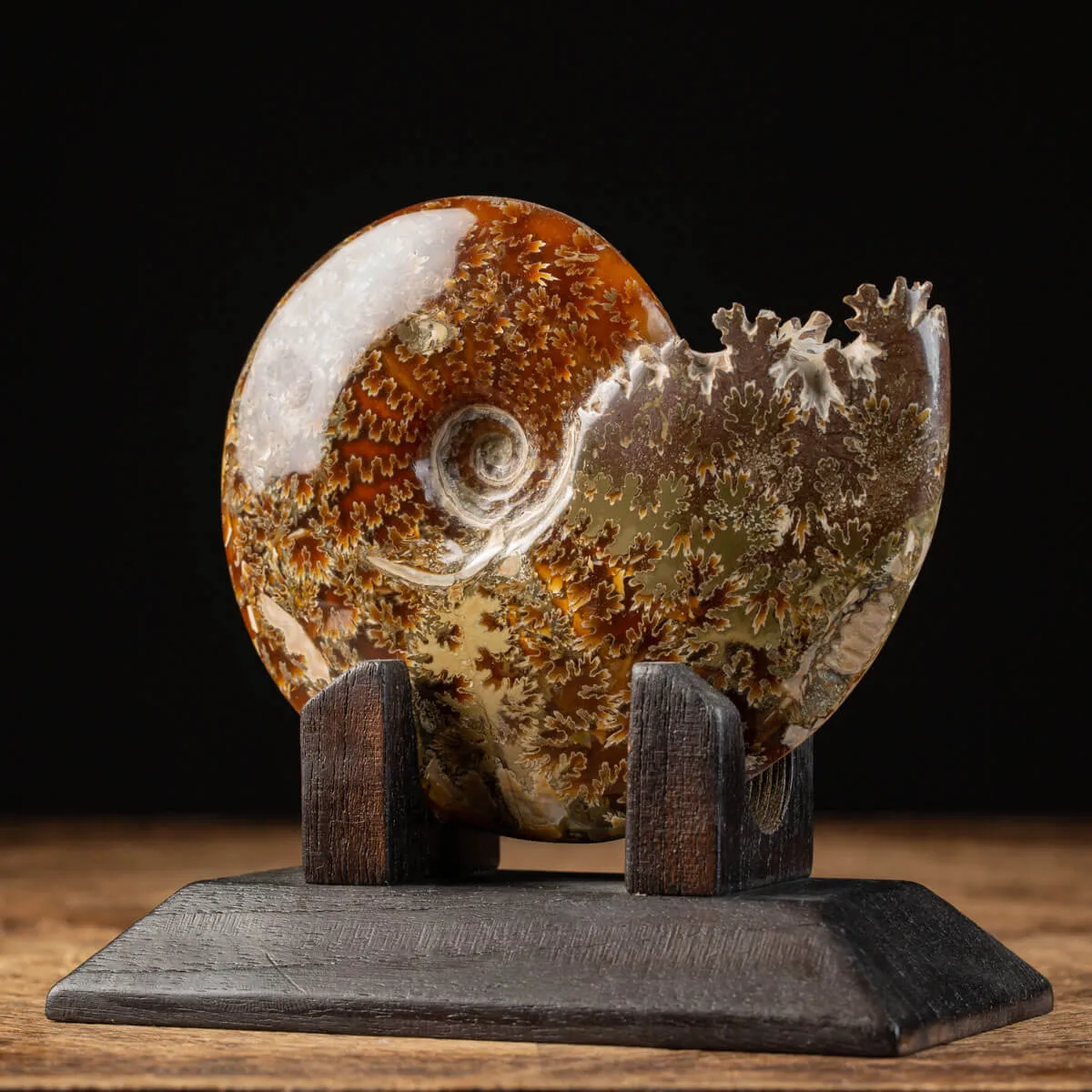Ammonite Cleoniceras su Base decorativa