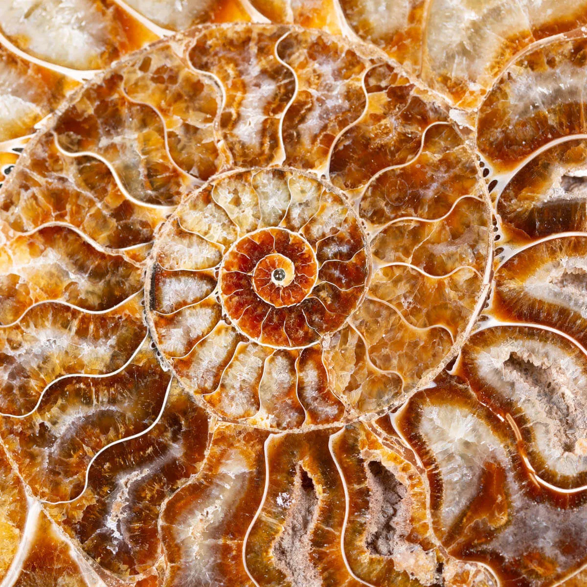 L'interno della Bellezza Paleontologica: Cleoniceras