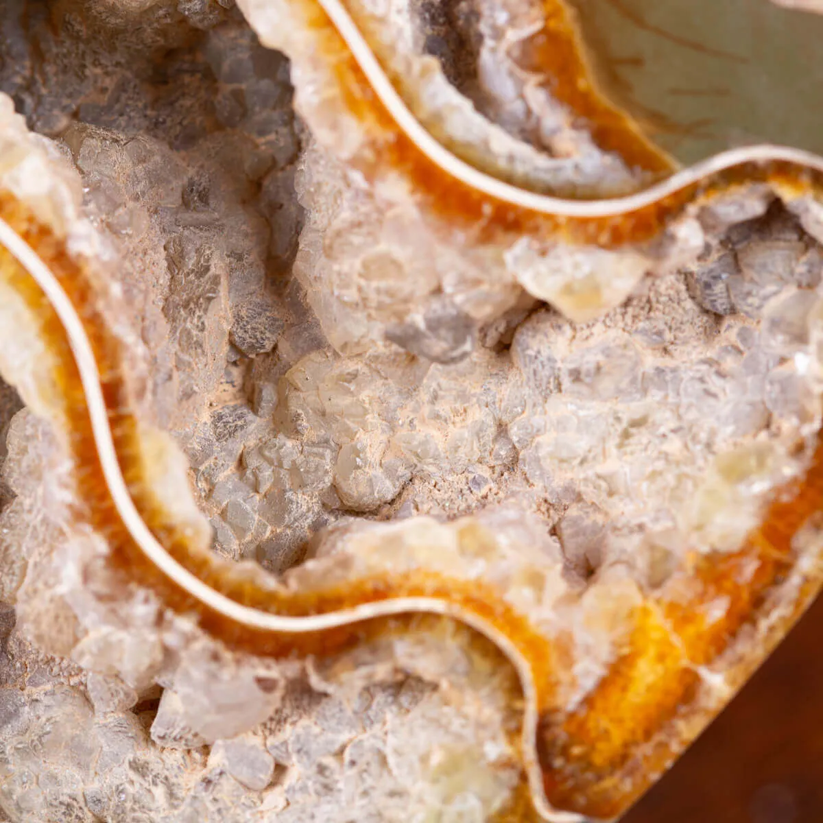 L'interno della Bellezza Paleontologica: Cleoniceras