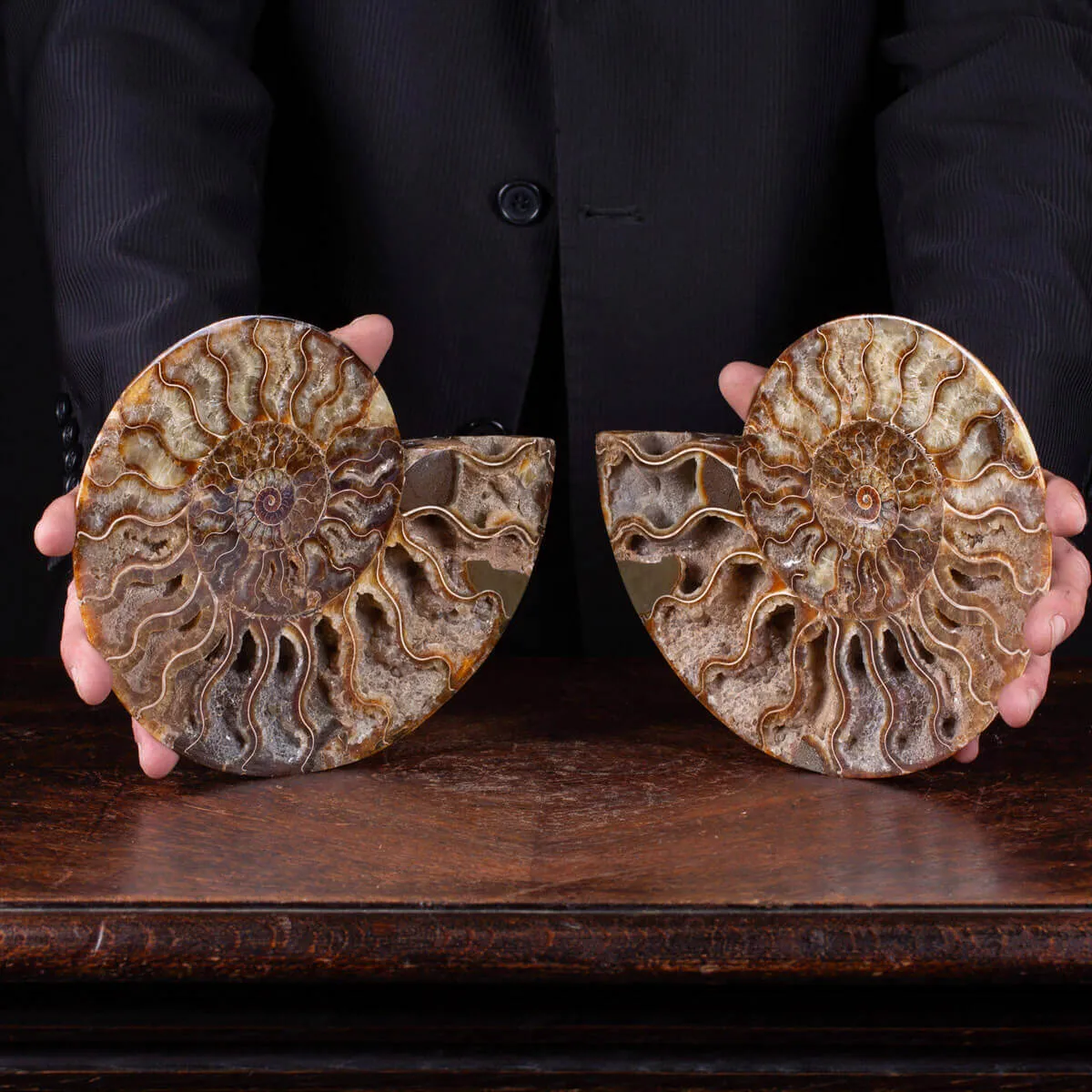 L'interno della Bellezza Paleontologica: Cleoniceras