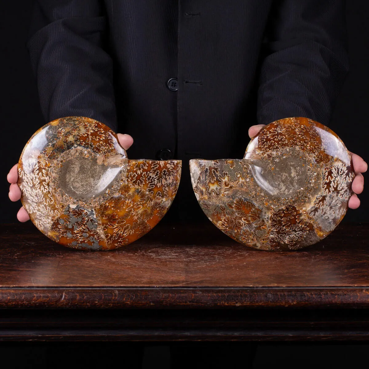 L'interno della Bellezza Paleontologica: Cleoniceras