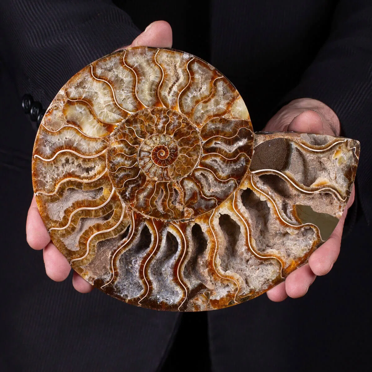 L'interno della Bellezza Paleontologica: Cleoniceras