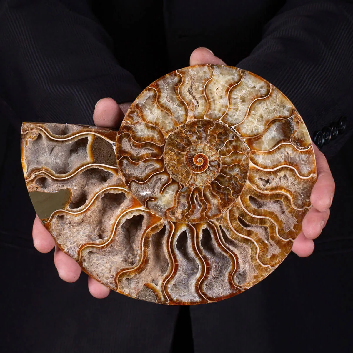 L'interno della Bellezza Paleontologica: Cleoniceras