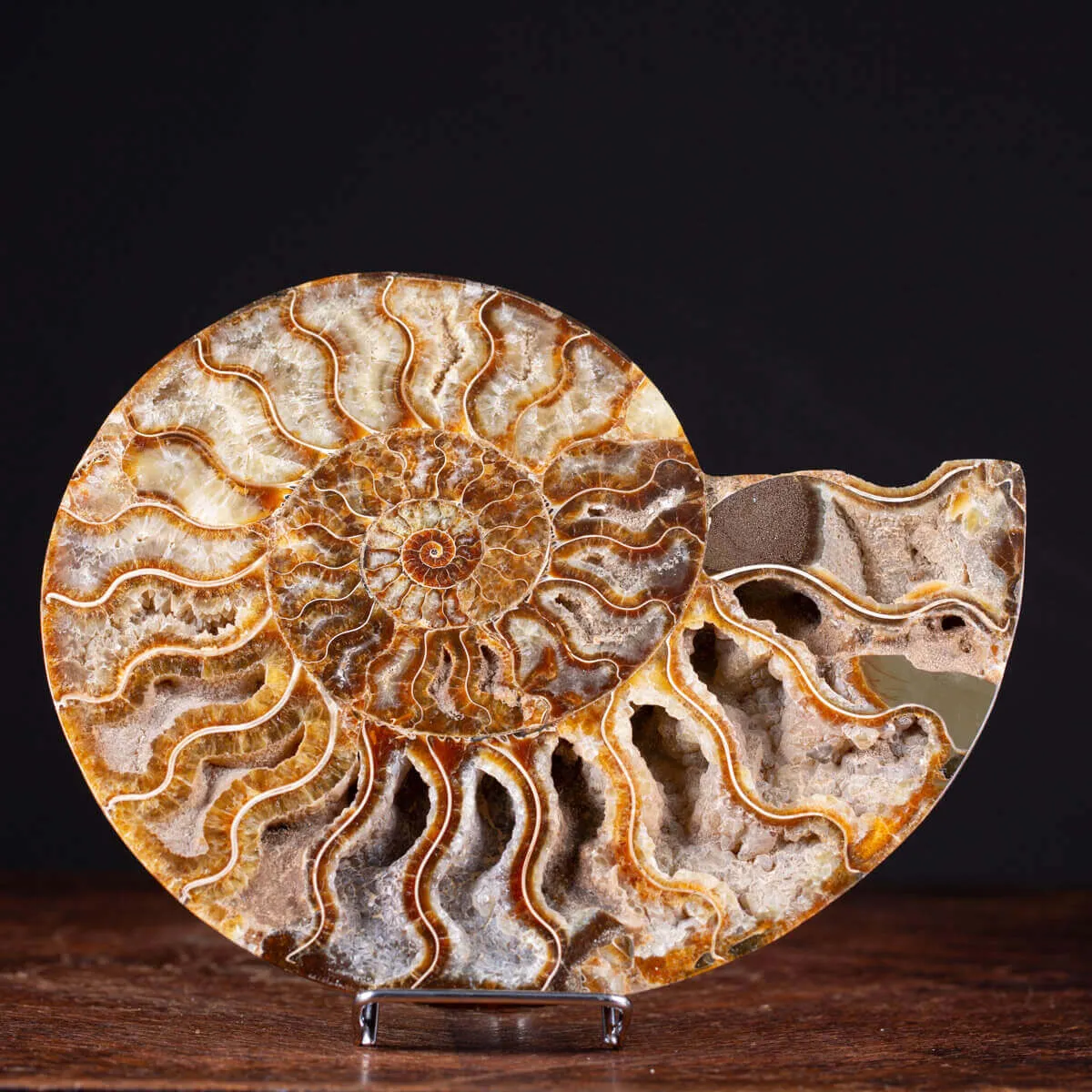 L'interno della Bellezza Paleontologica: Cleoniceras
