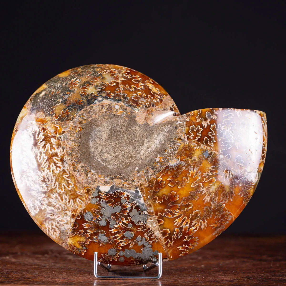 L'interno della Bellezza Paleontologica: Cleoniceras