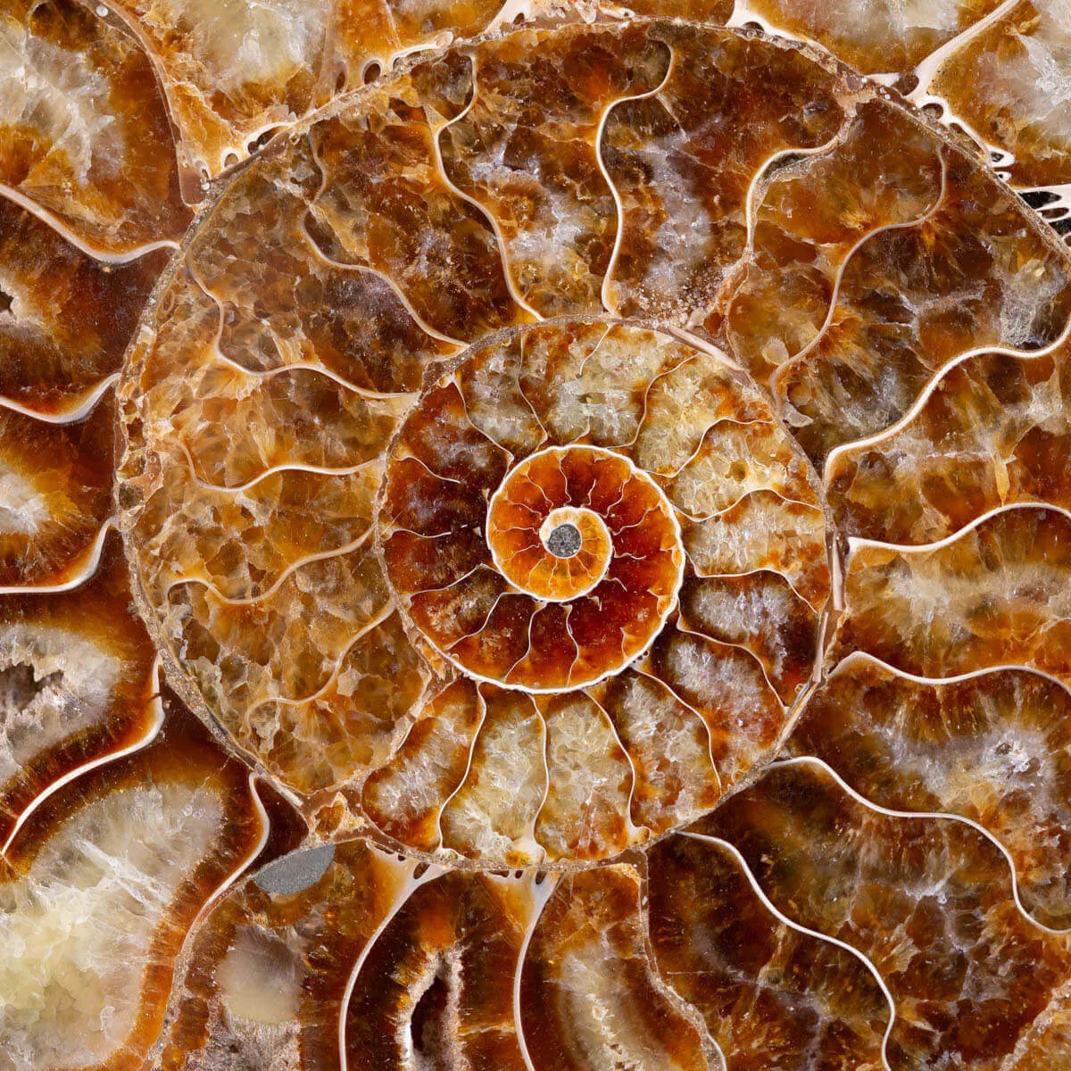 L'interno della Bellezza Paleontologica: Cleoniceras