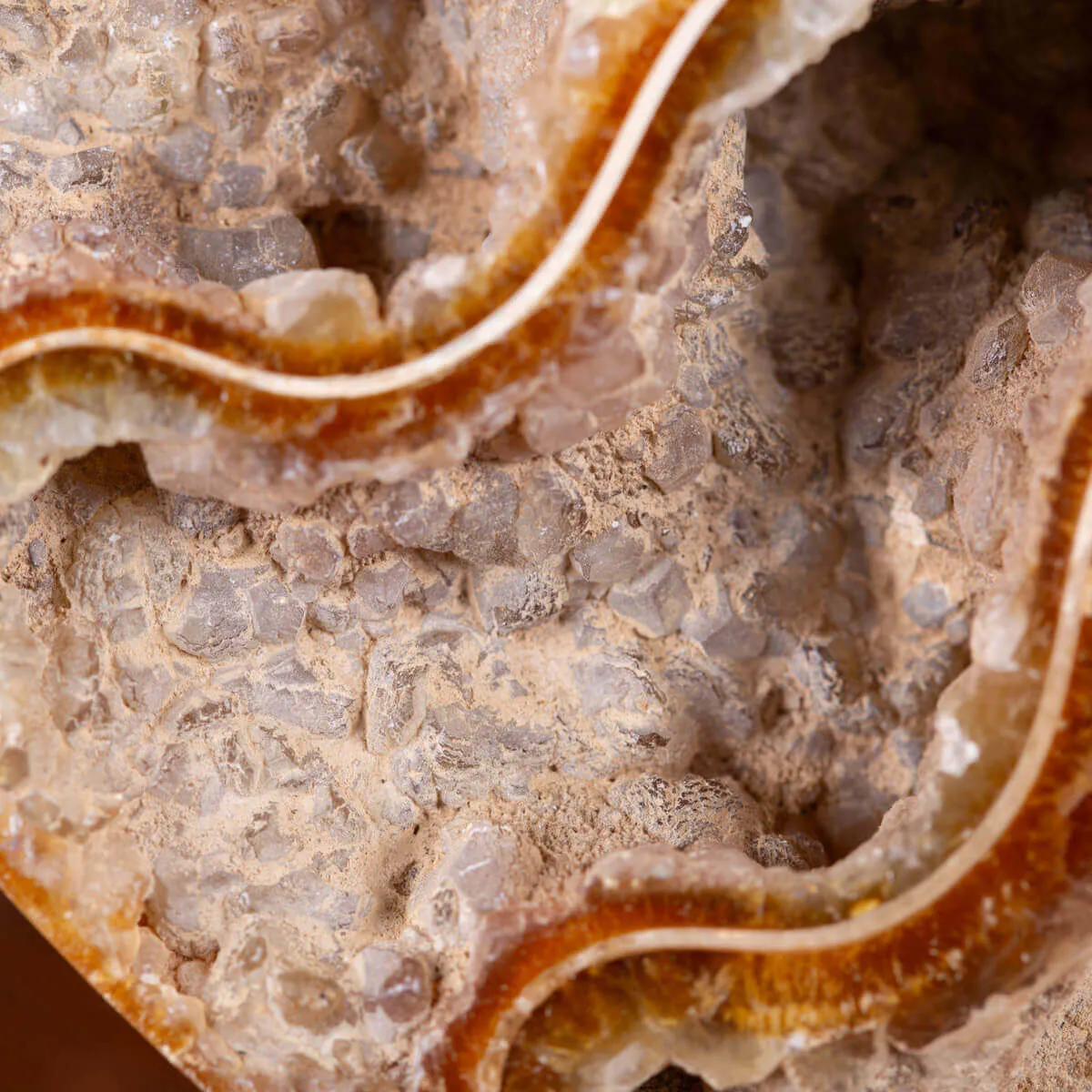 L'interno della Bellezza Paleontologica: Cleoniceras