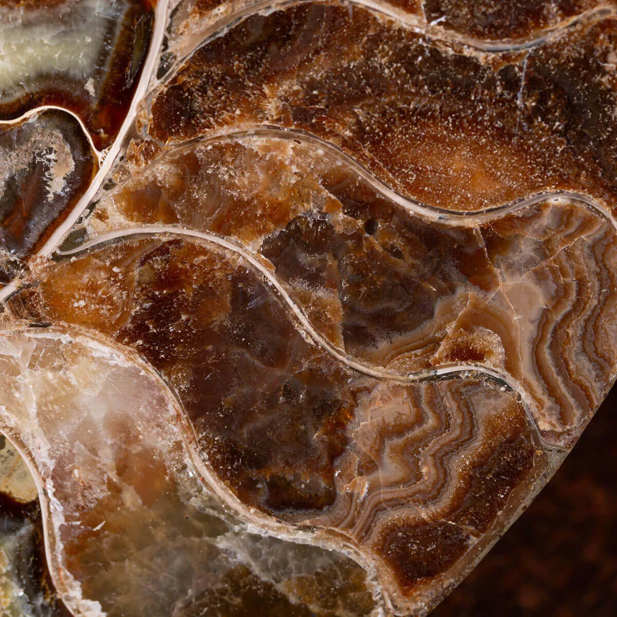 L'Antico Mare Risplende: Ammonite di Tulear, Madagascar.
