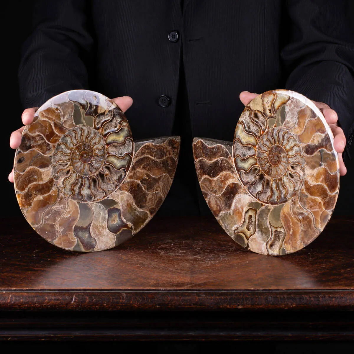L'Antico Mare Risplende: Ammonite di Tulear, Madagascar.