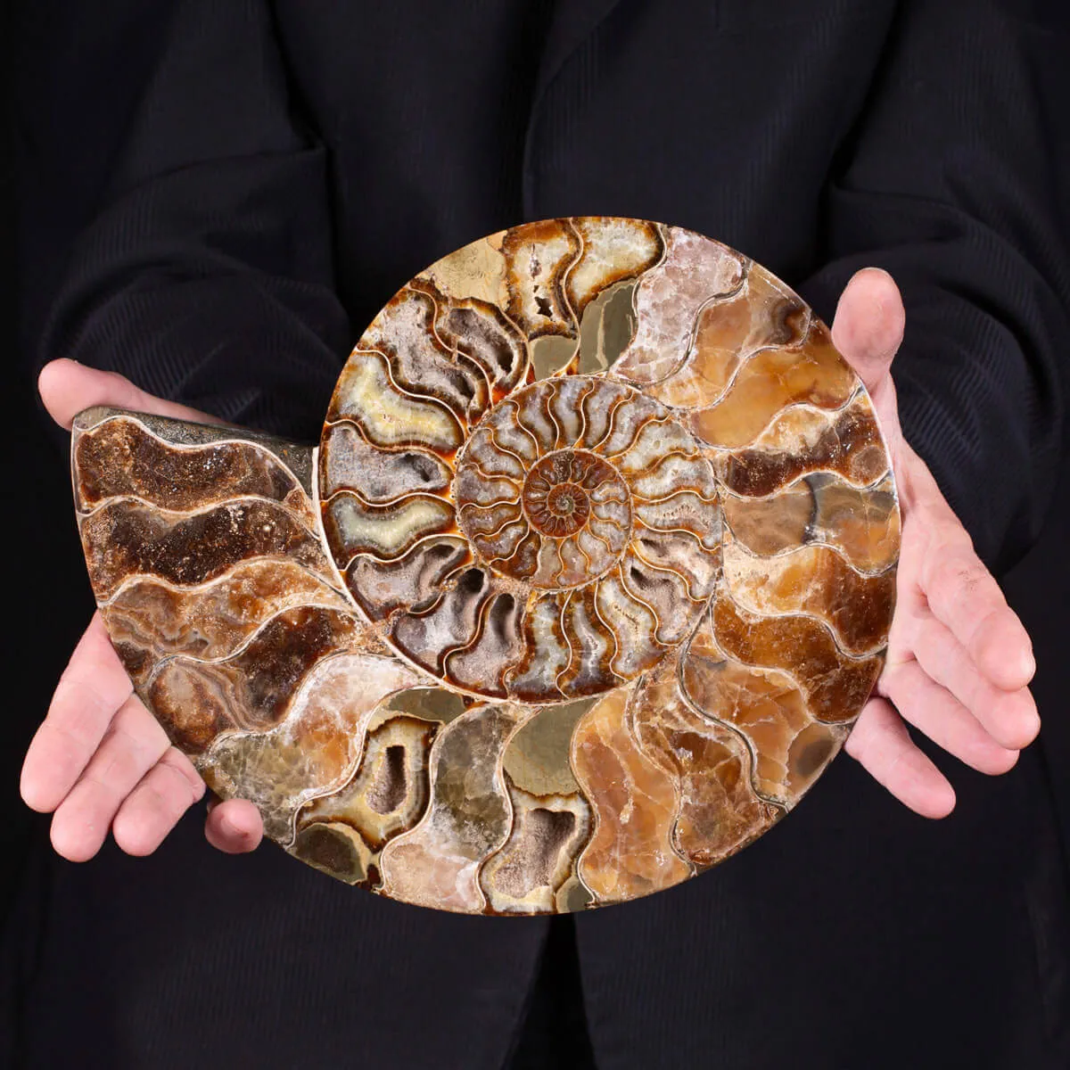 L'Antico Mare Risplende: Ammonite di Tulear, Madagascar.