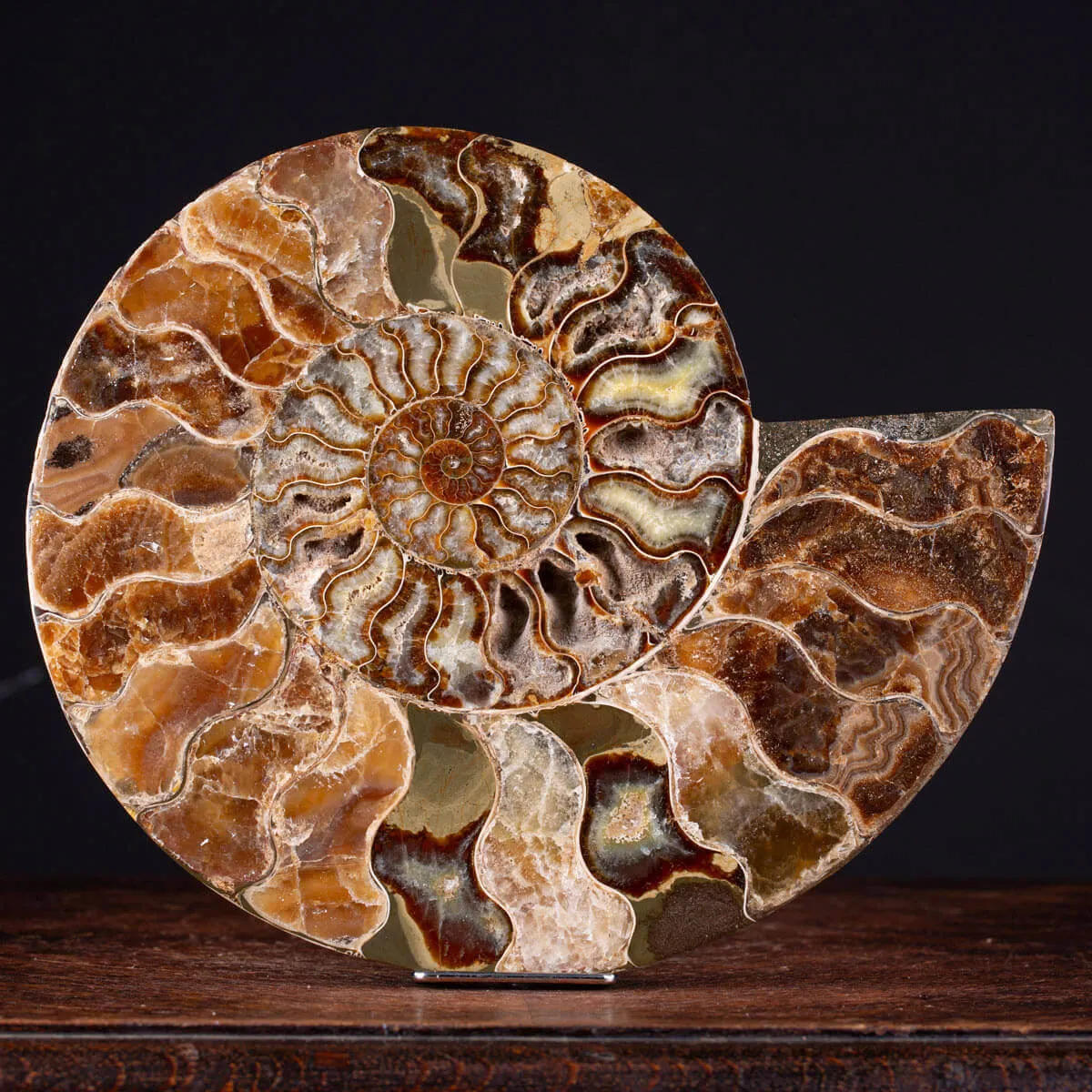 L'Antico Mare Risplende: Ammonite di Tulear, Madagascar.