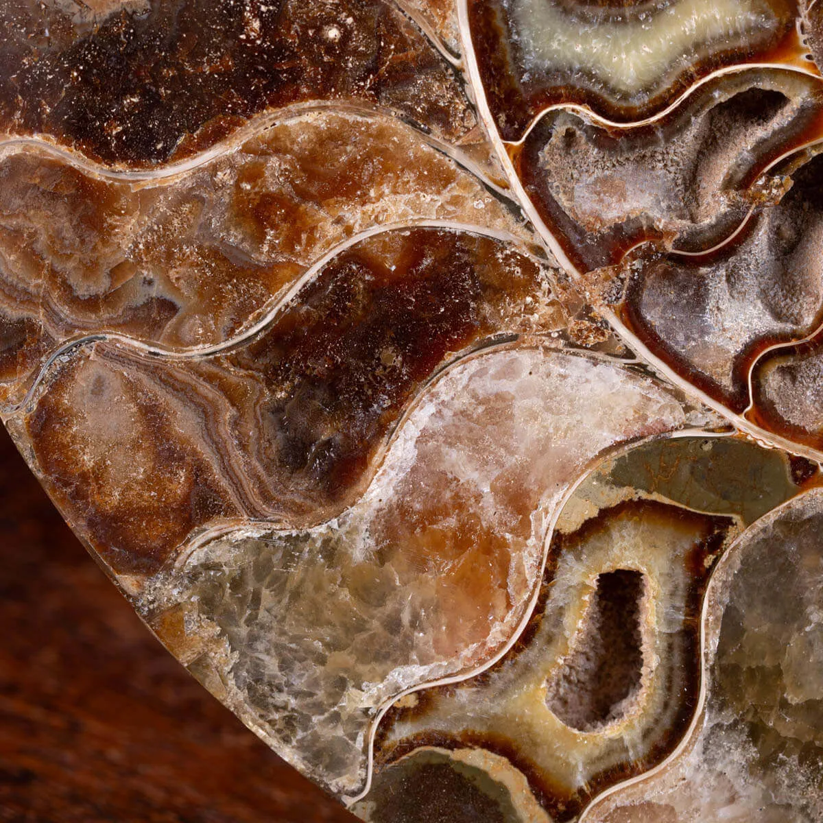 L'Antico Mare Risplende: Ammonite di Tulear, Madagascar.