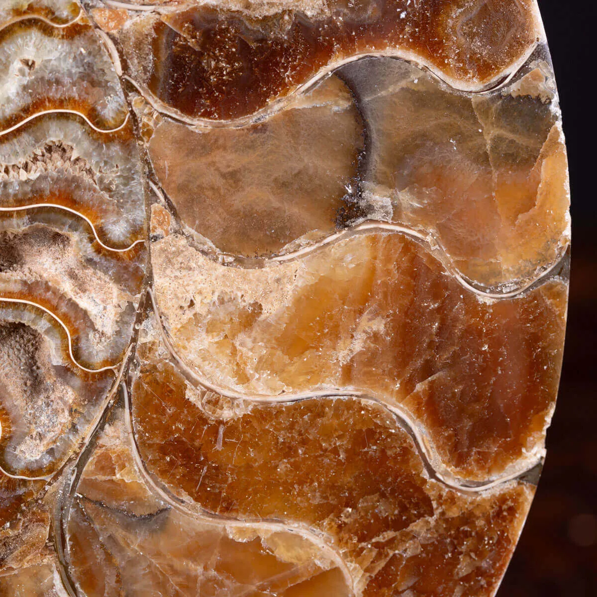 L'Antico Mare Risplende: Ammonite di Tulear, Madagascar.