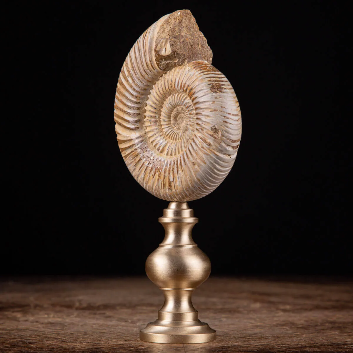 Fossile di ammonite di Perisphinctes del Madagascar su supporto in ottone.