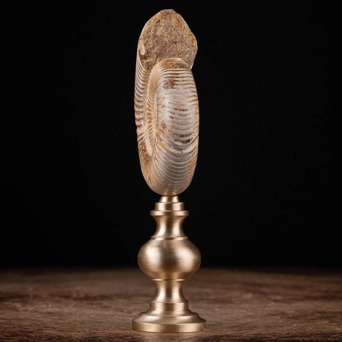 Fossile di ammonite di Perisphinctes del Madagascar su supporto in ottone.