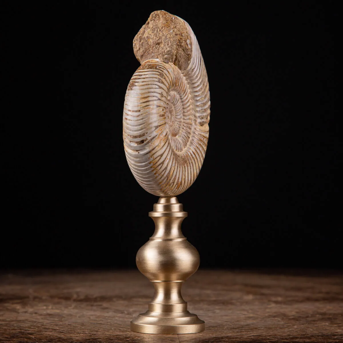 Fossile di ammonite di Perisphinctes del Madagascar su supporto in ottone.