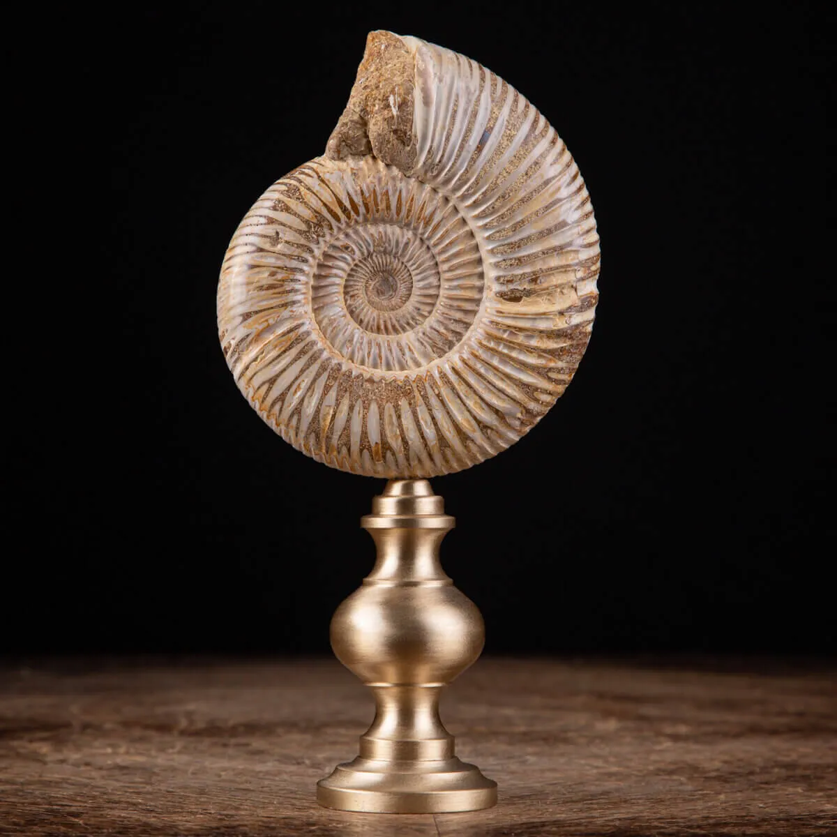 Fossile di ammonite di Perisphinctes del Madagascar su supporto in ottone.
