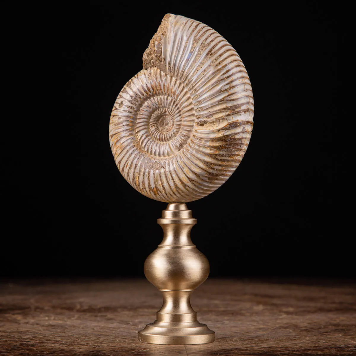 Fossile di ammonite di Perisphinctes del Madagascar su supporto in ottone.