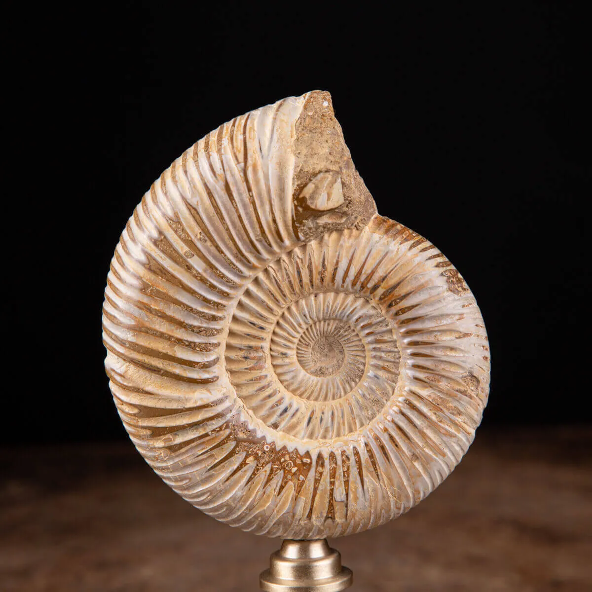 Fossile di ammonite di Perisphinctes del Madagascar su supporto in ottone.