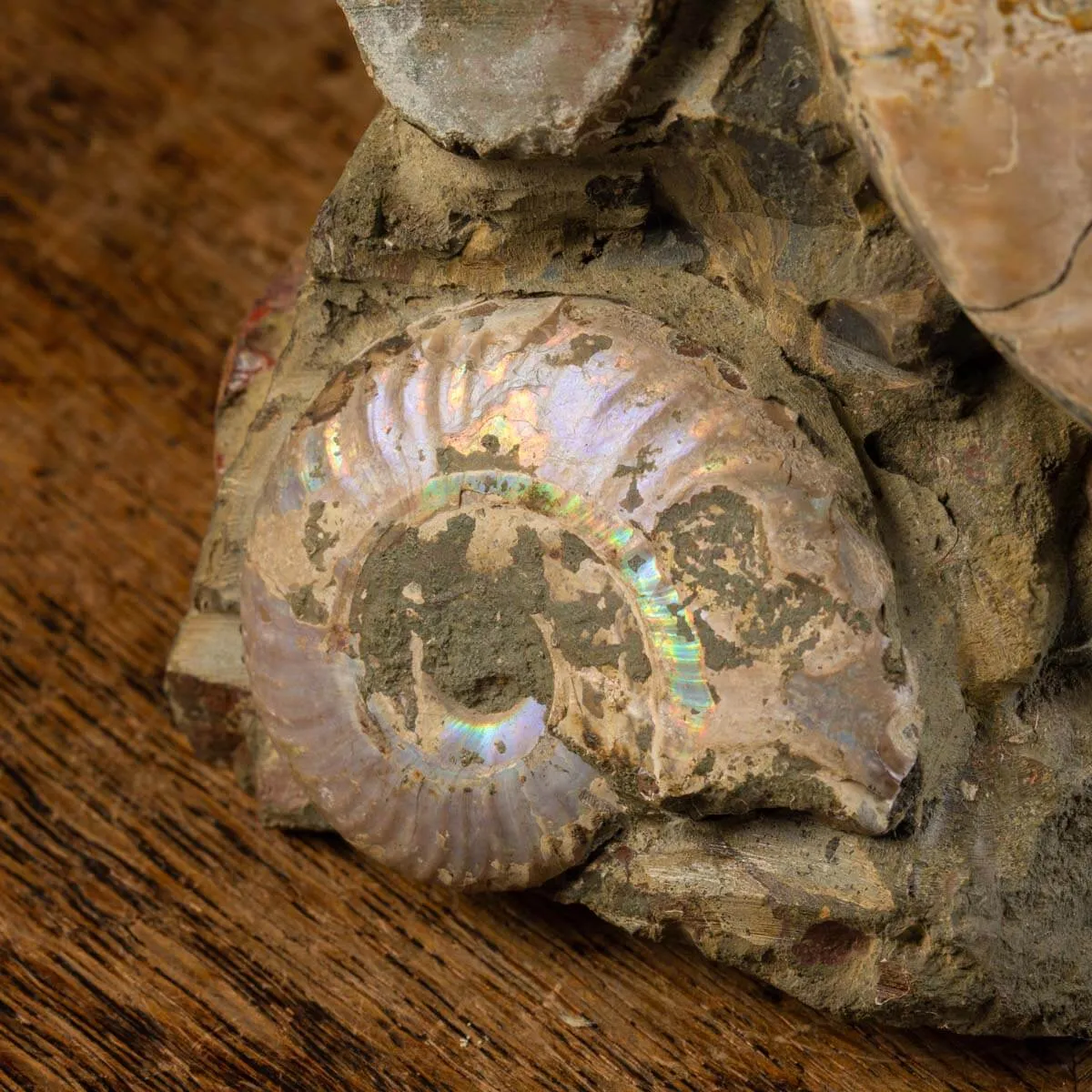 Ammoniti del Cretaceo Tesori Fossilizzati.