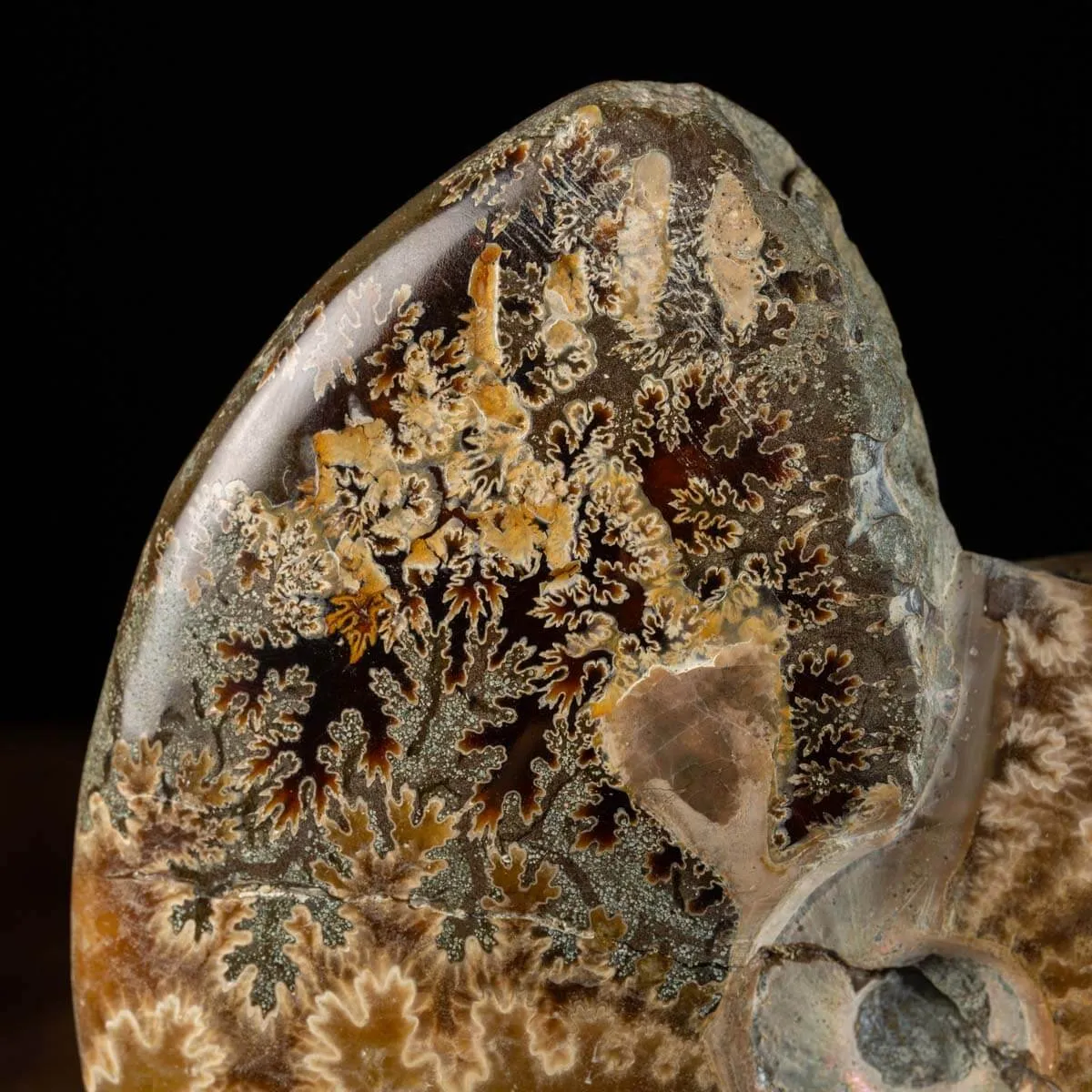 Ammoniti del Cretaceo Tesori Fossilizzati.