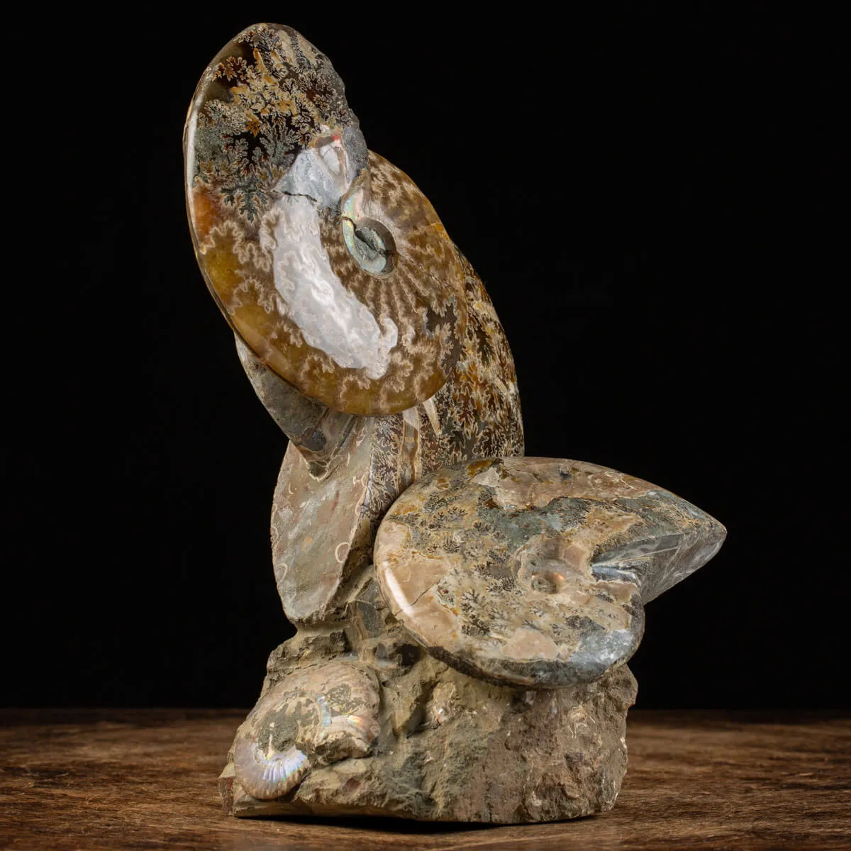 Ammoniti del Cretaceo Tesori Fossilizzati.