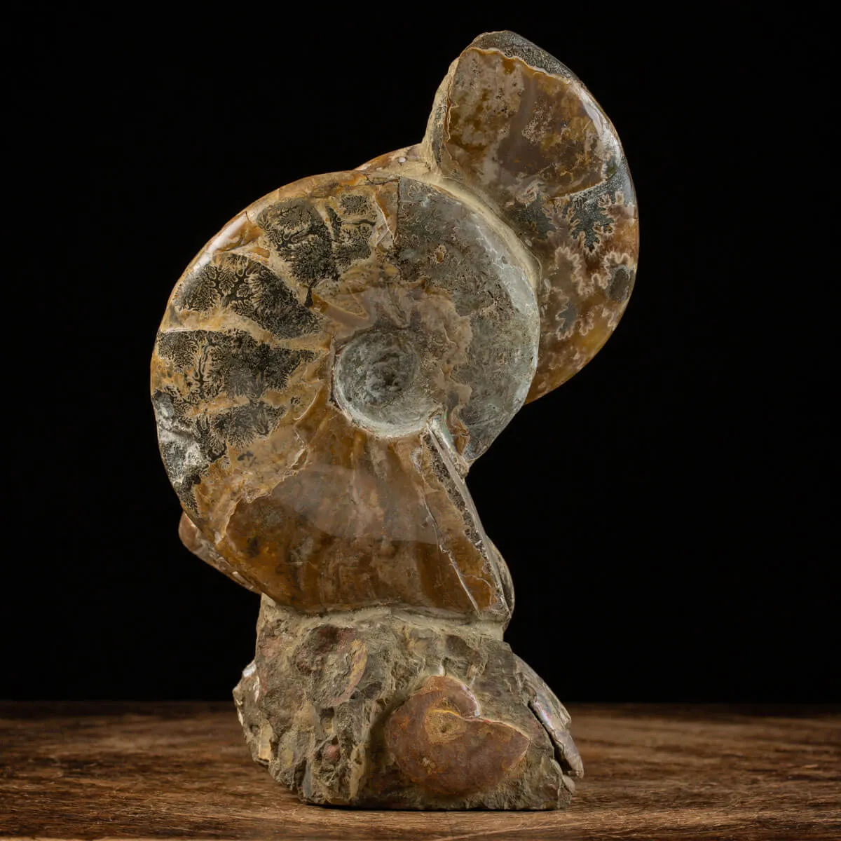 Ammoniti del Cretaceo Tesori Fossilizzati.