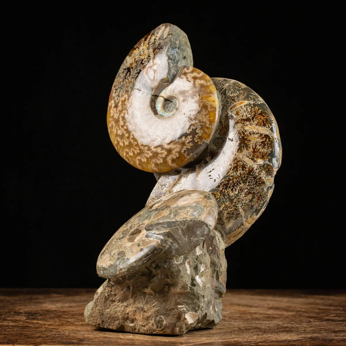 Ammoniti del Cretaceo Tesori Fossilizzati.