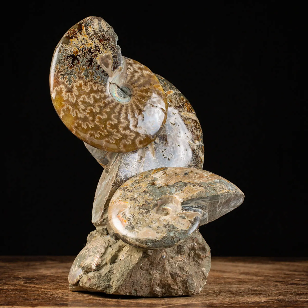 Ammoniti del Cretaceo Tesori Fossilizzati.