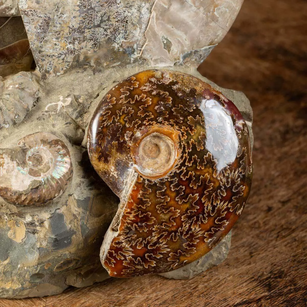 Ammoniti Fossilizzate: Un Viaggio Nel Tempo.