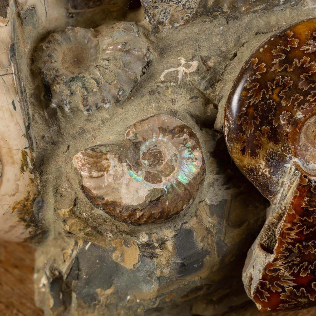 Ammoniti Fossilizzate: Un Viaggio Nel Tempo.
