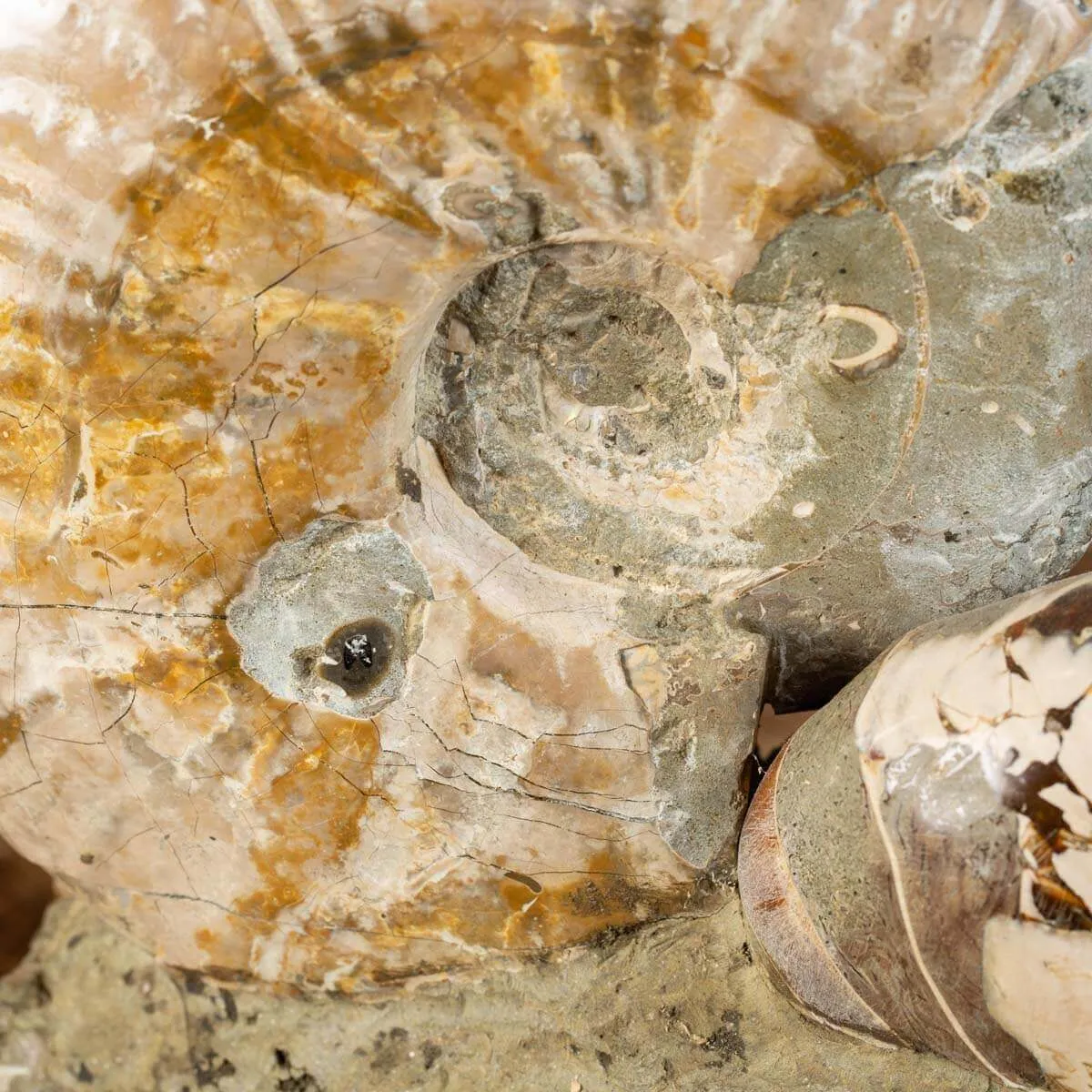Ammoniti Fossilizzate: Un Viaggio Nel Tempo.