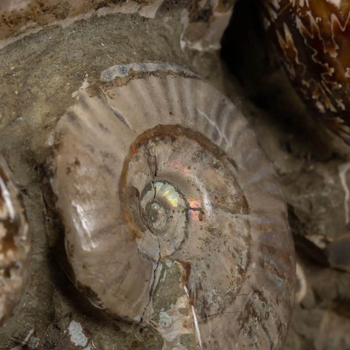 Ammoniti Fossili: Cleoniceras dall'Isola Incantata
